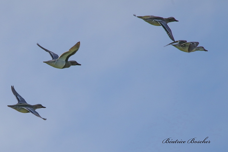 Sarcelles d'été.JPG